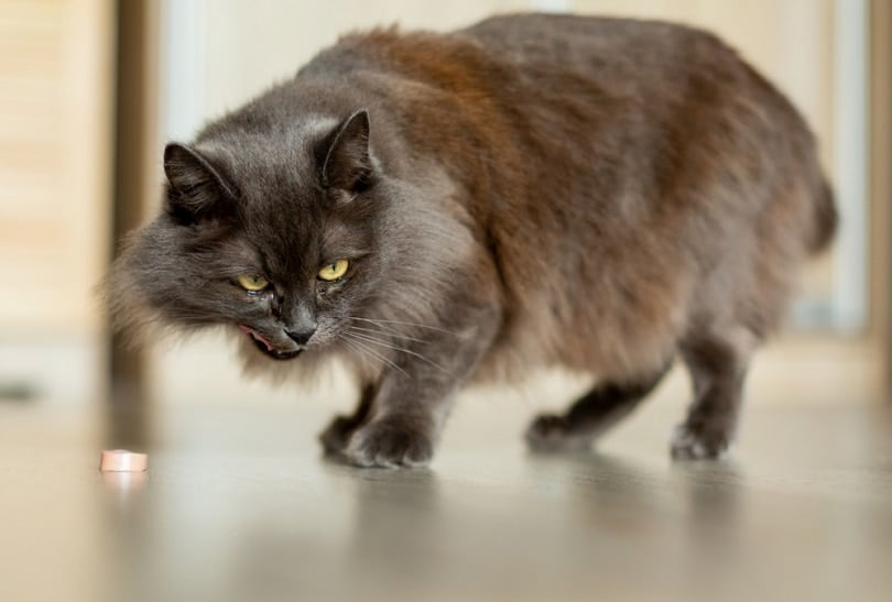 cat eats sausage from the floor