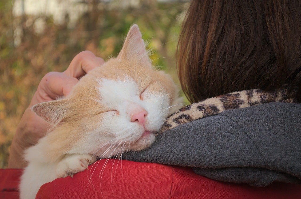 cat enjoying cuddle