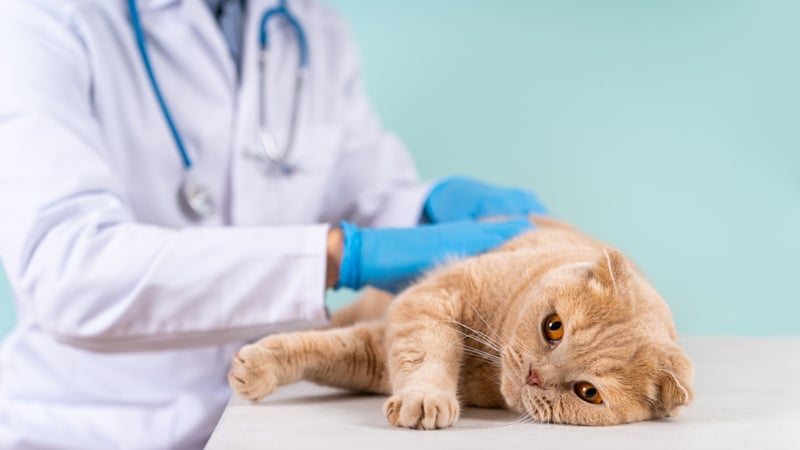 cat examined by a vet