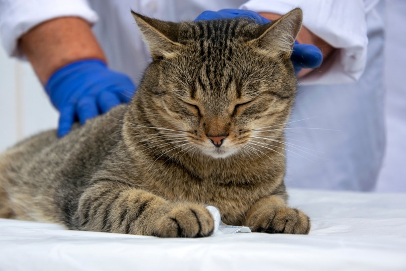 cat examined by a vet