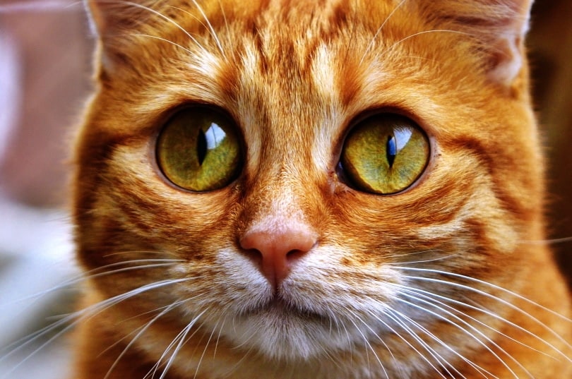 cat eyes color