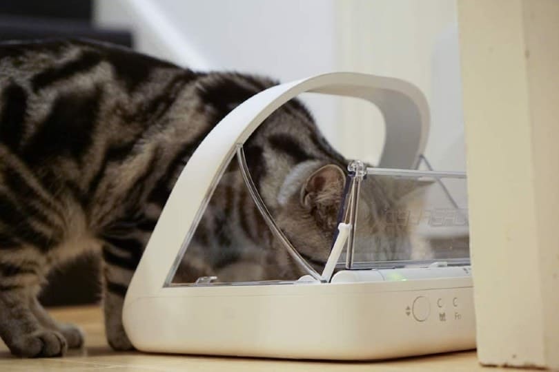 cat feeding through automatic cat feeder