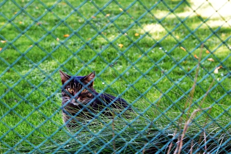 cat fencing_Lucia Gajdosikova_Shutterstock