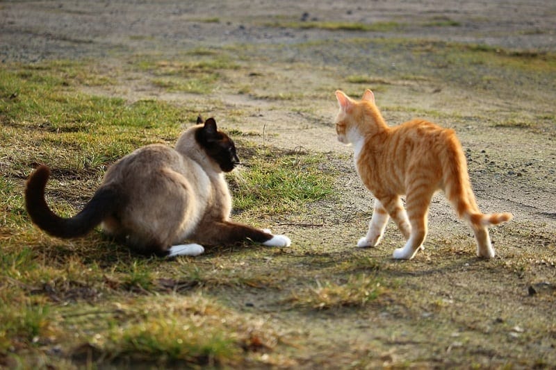 cat fighting