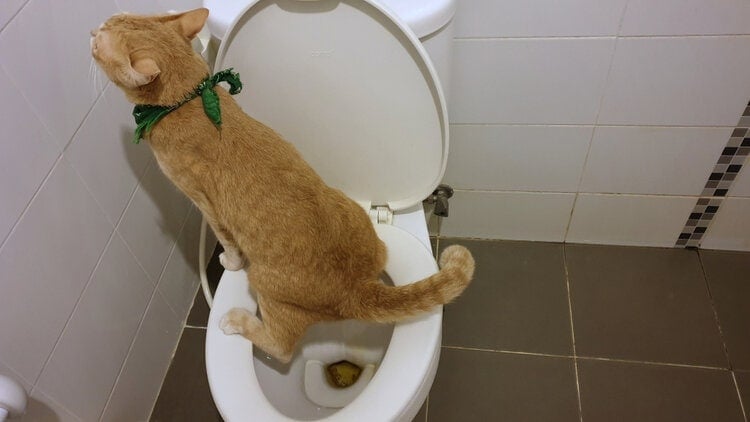 cat flushing toilet