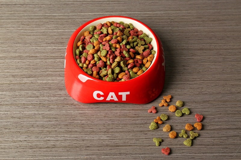 cat food in feeding bowl