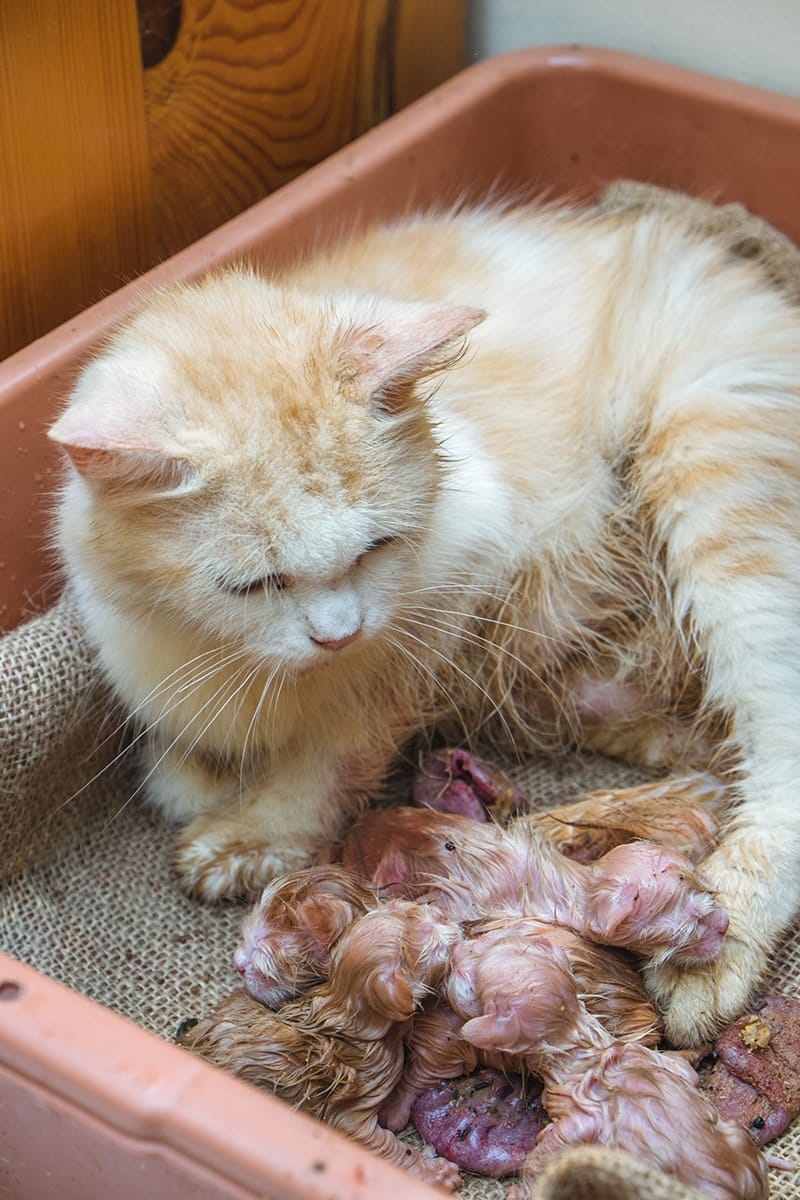 cat gave birth to kittens