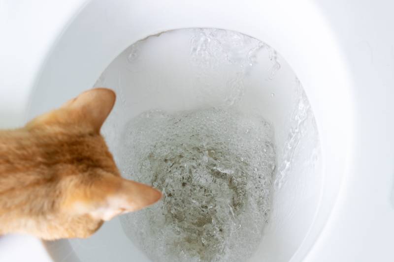 cat gets into the toilet close up