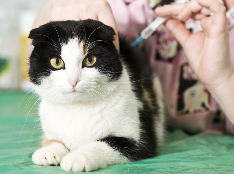 cat getting a shot from a vet