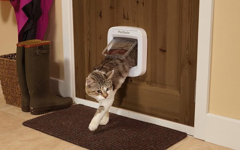 cat getting in the house through a cat door