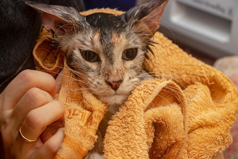 cat getting wiped with dry towel