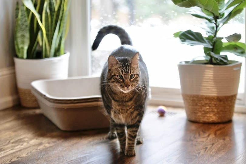 cat going out of disposable litter box by the window