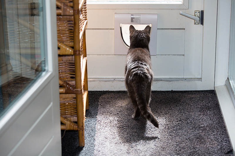 cat going outside using cat door