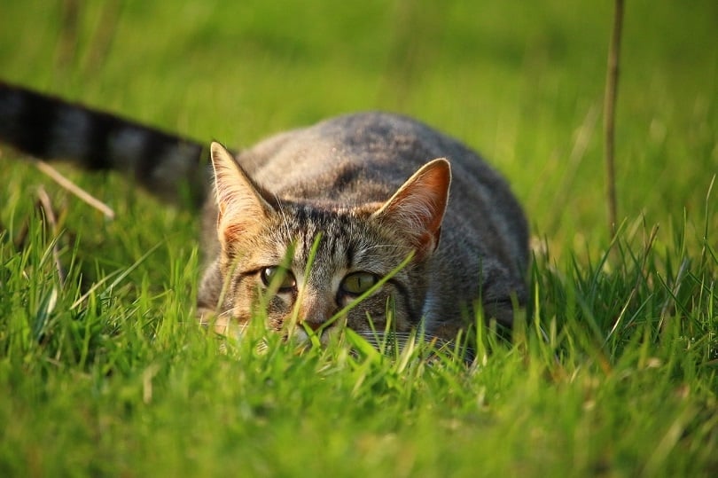 cat-grass pixabay