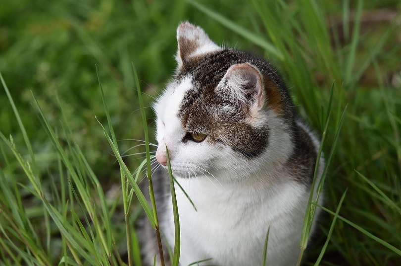 cat grass pixabay