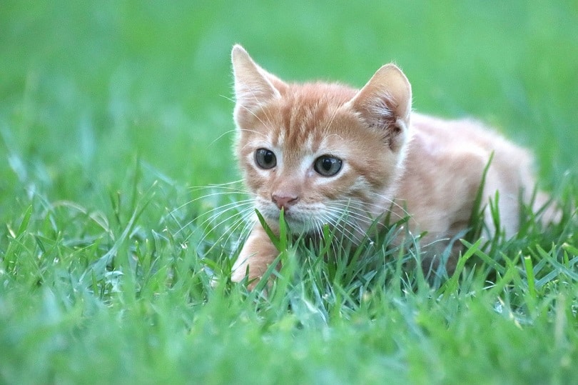 cat grass pixabay5