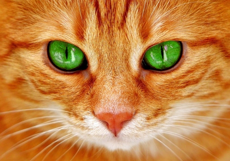 cat green eyes_Alexas_Fotos_Pixabay