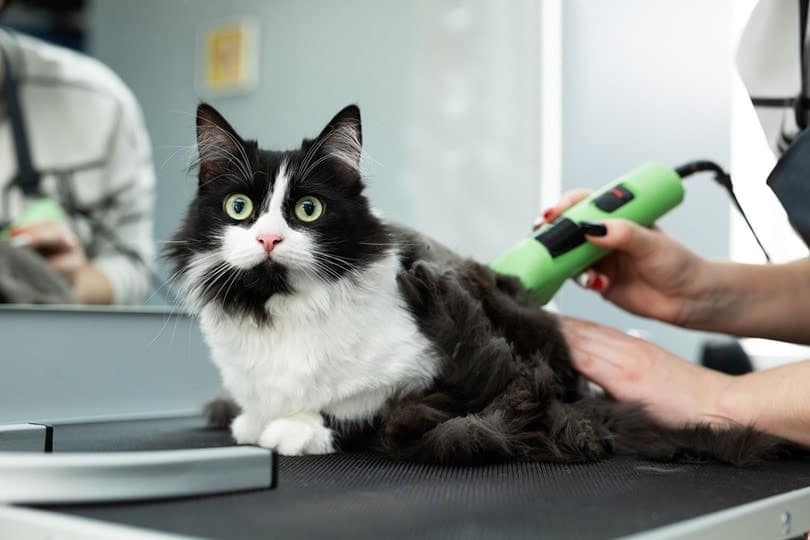 cat grooming in pet beauty salon
