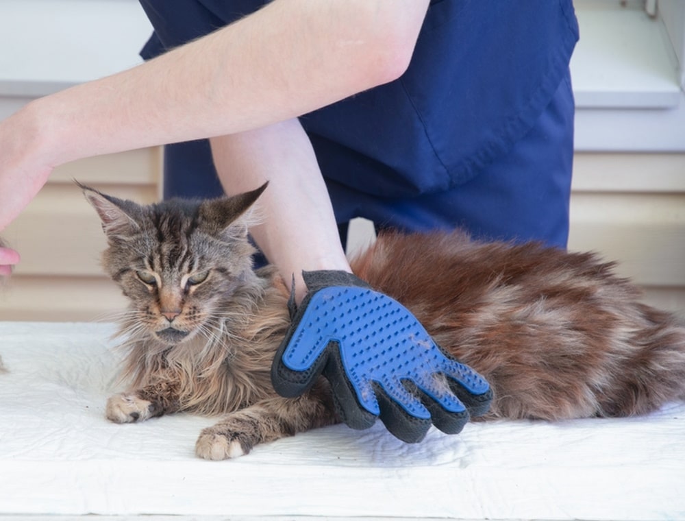 cat grooming