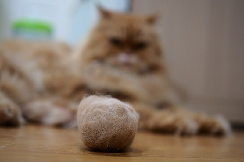 cat hairball