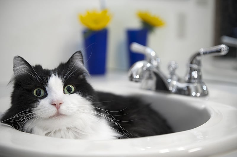 cat hanging out in the bathroom sink