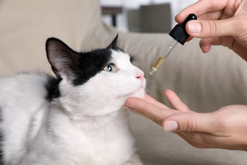 cat having medication