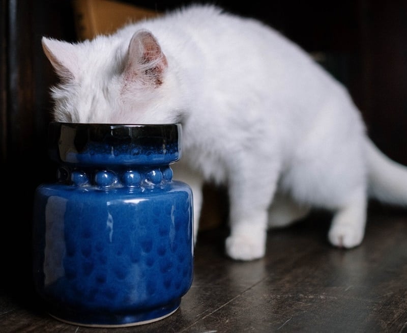 cat head inside jar