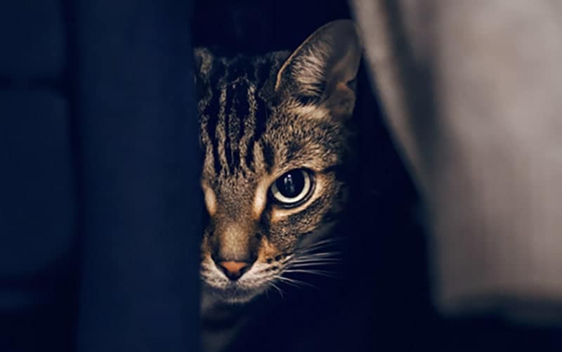 cat hiding in the closet