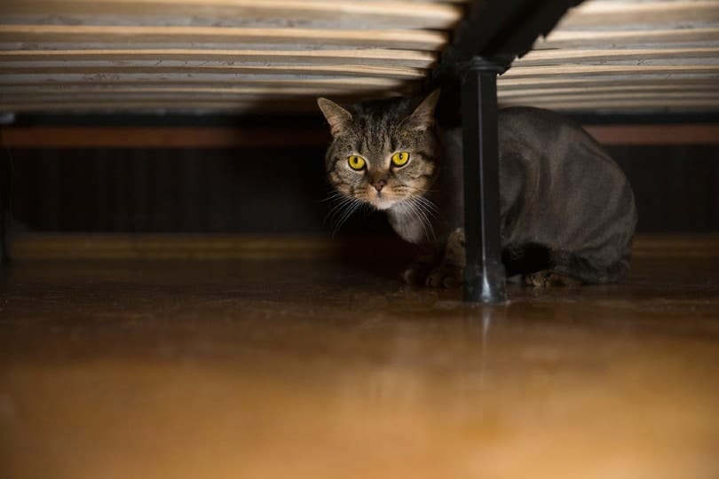 cat hiding under the bed