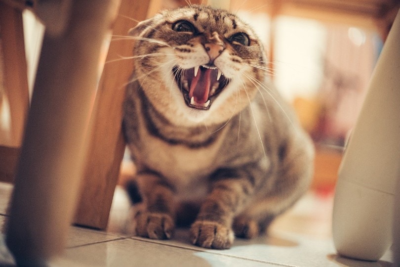 cat hiding under the table growling