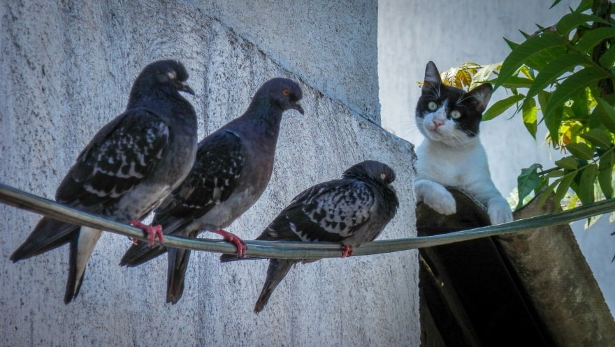 cat hunting birds