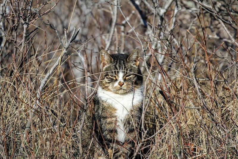 cat hunting in the bushes outside