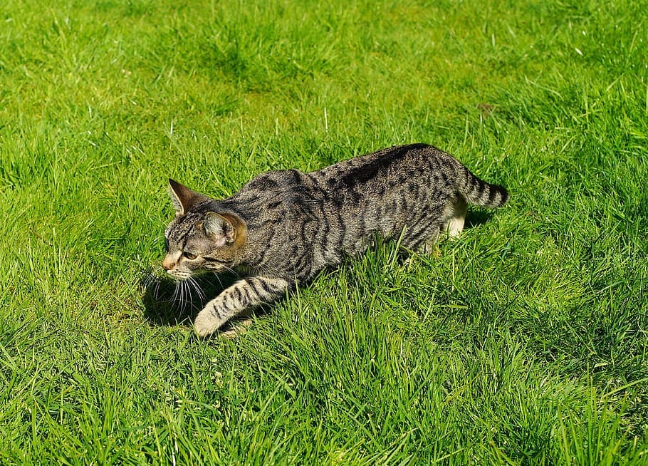 cat hunting outdoor