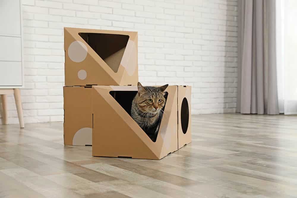 cat in a cardboard house