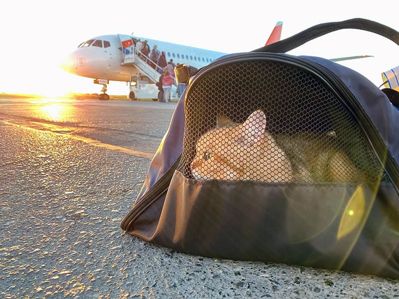 Cat in a carrier bag ready to board an airplane