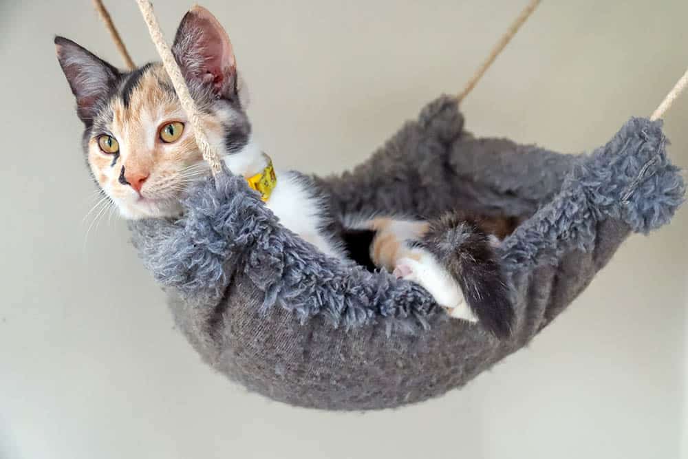 cat in a hammock