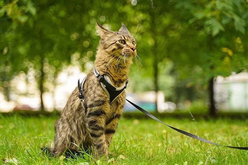 cat in a harness with leash sitting at the grass at the park
