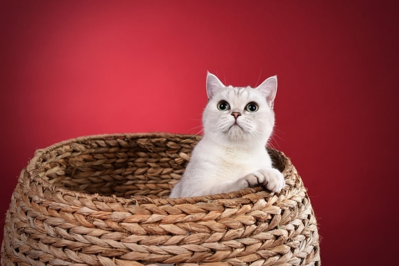 cat in a litter box