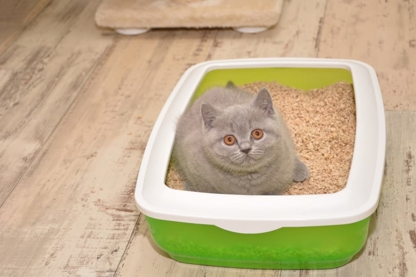 cat in a litter box