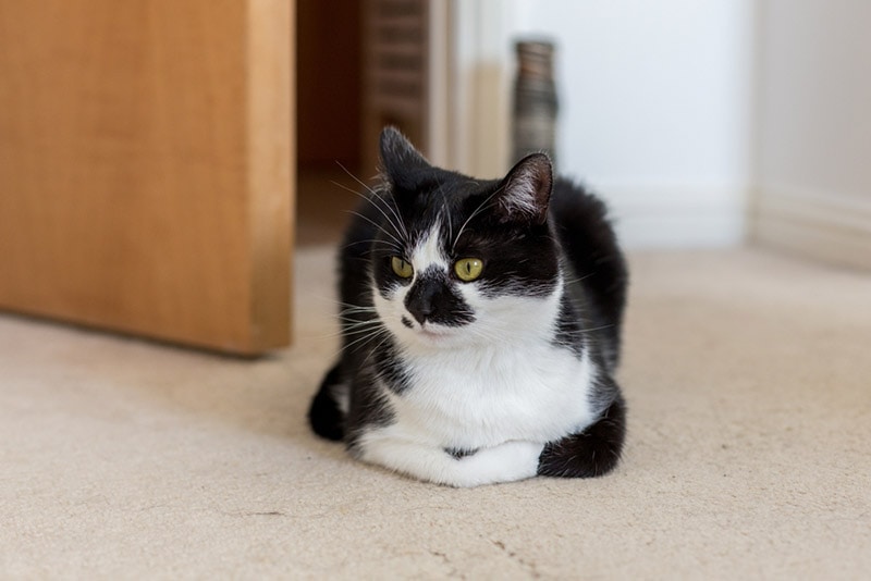 cat in a loaf position