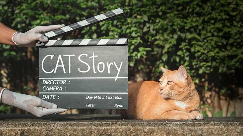 cat in a movie shoot