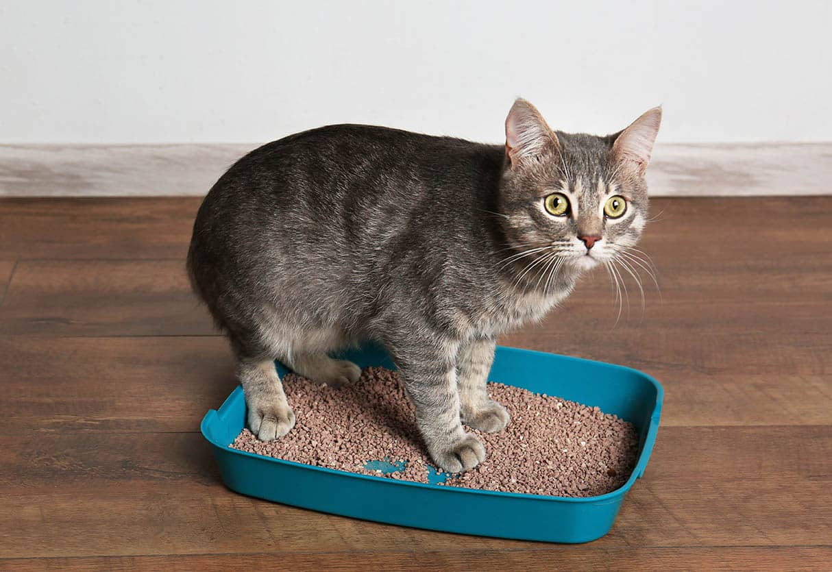 cat in a small litter tray