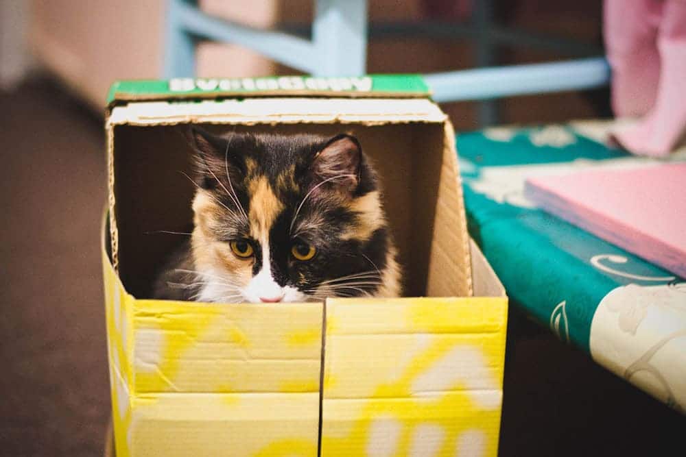 cat in a yellow box