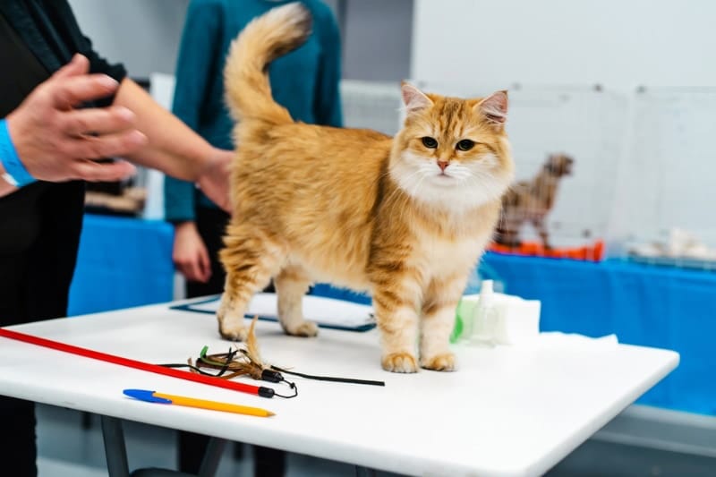 cat in an expo getting examined by specialist