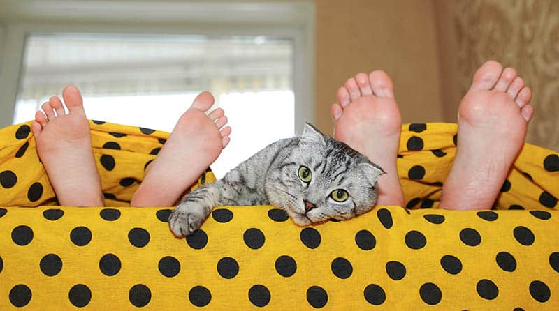 cat in between two people lying in bed