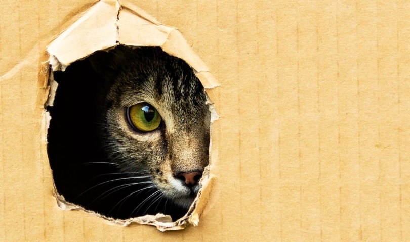 cat in box_Vladislav Karpyuk_Shutterstock