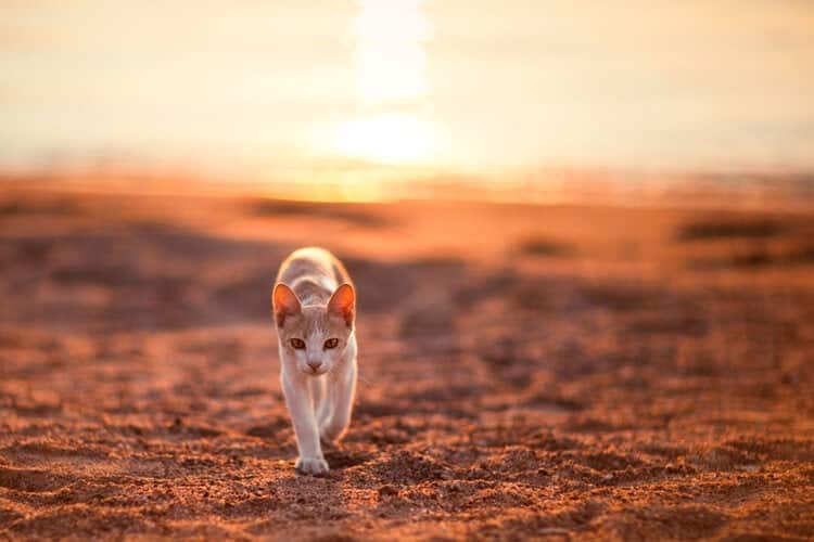 cat walking in desert
