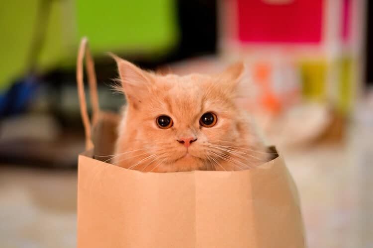 cat in paperbag