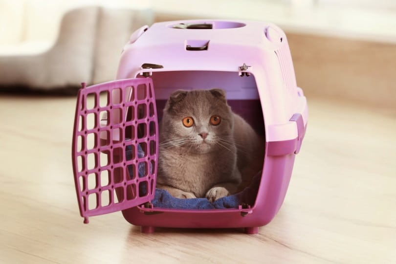 cat in plastic pet carrier