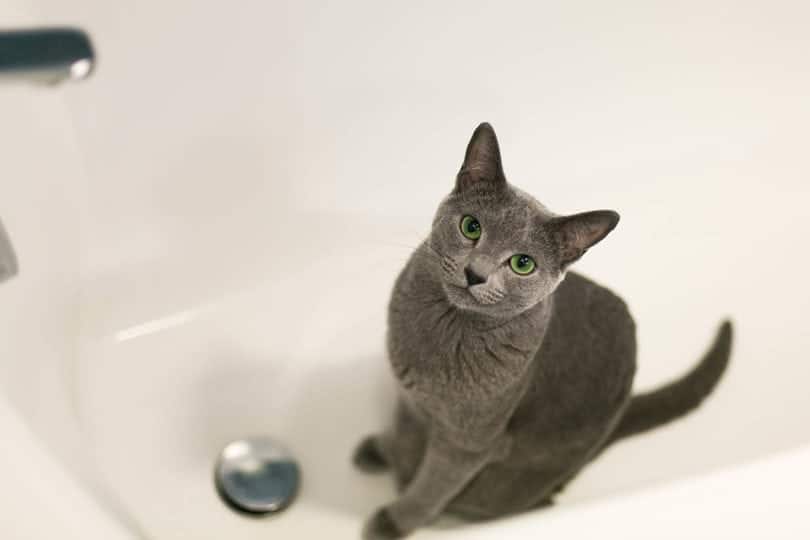 cat in the bathtub_Borodovskaya, Shutterstock